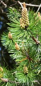 Pine, Lodgepole Hydrosol